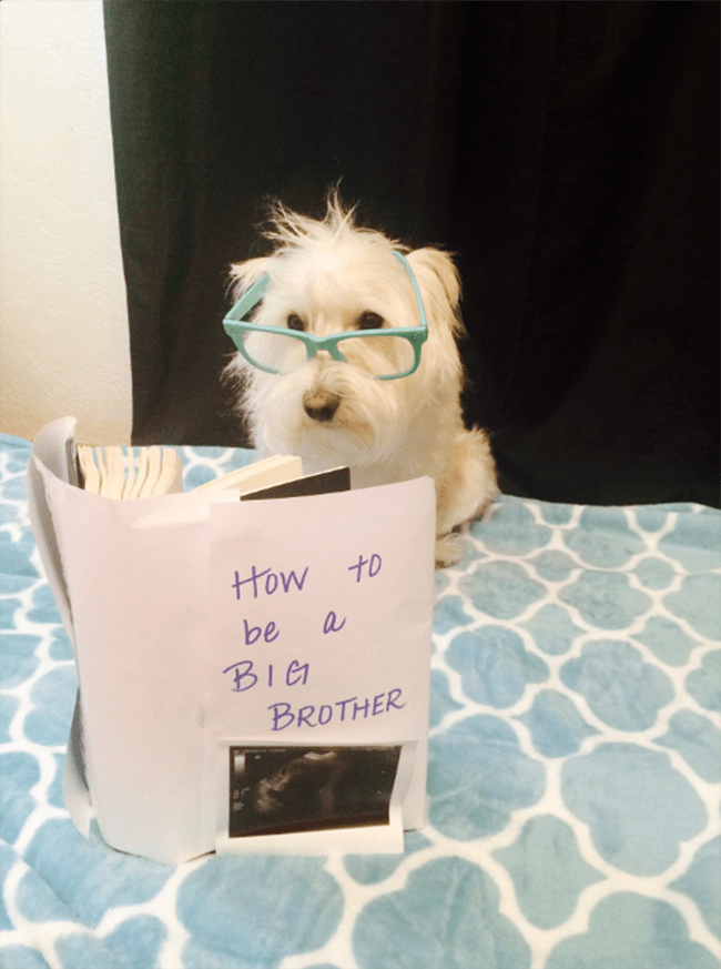 dog announcing pregnancy