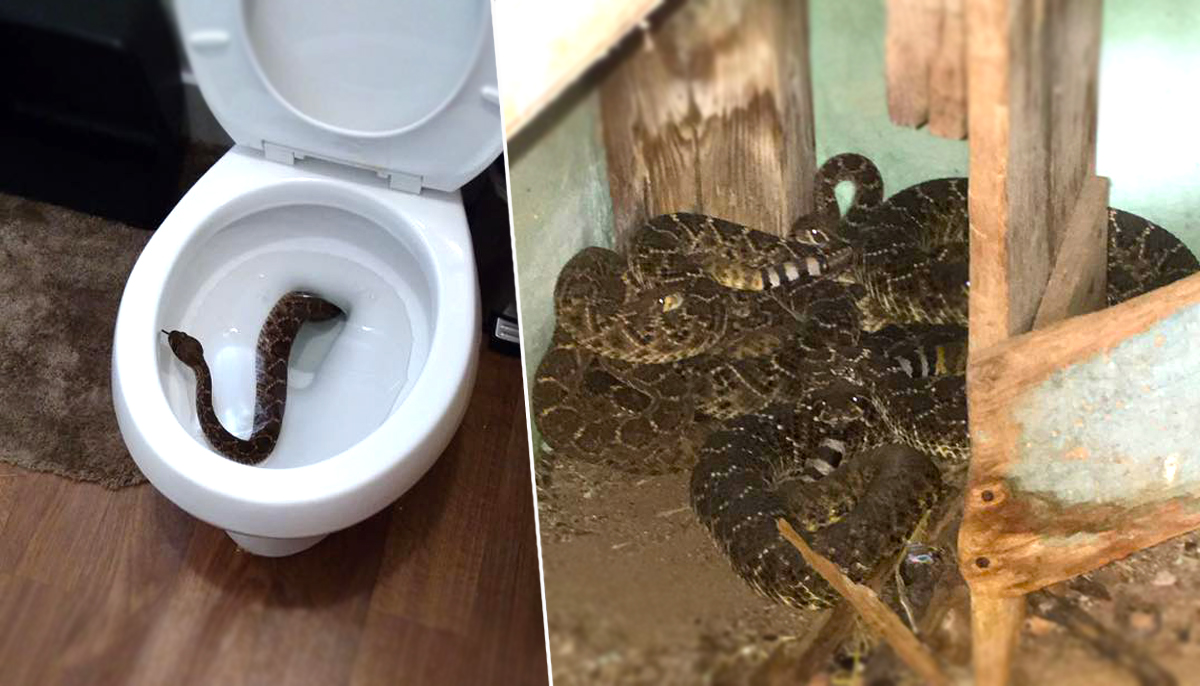 Family report a snake in the toilet then find 23 more living in the