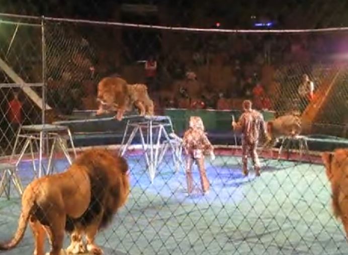 Circus Trainer Attacked By Lions In Terrifying Video From - 
