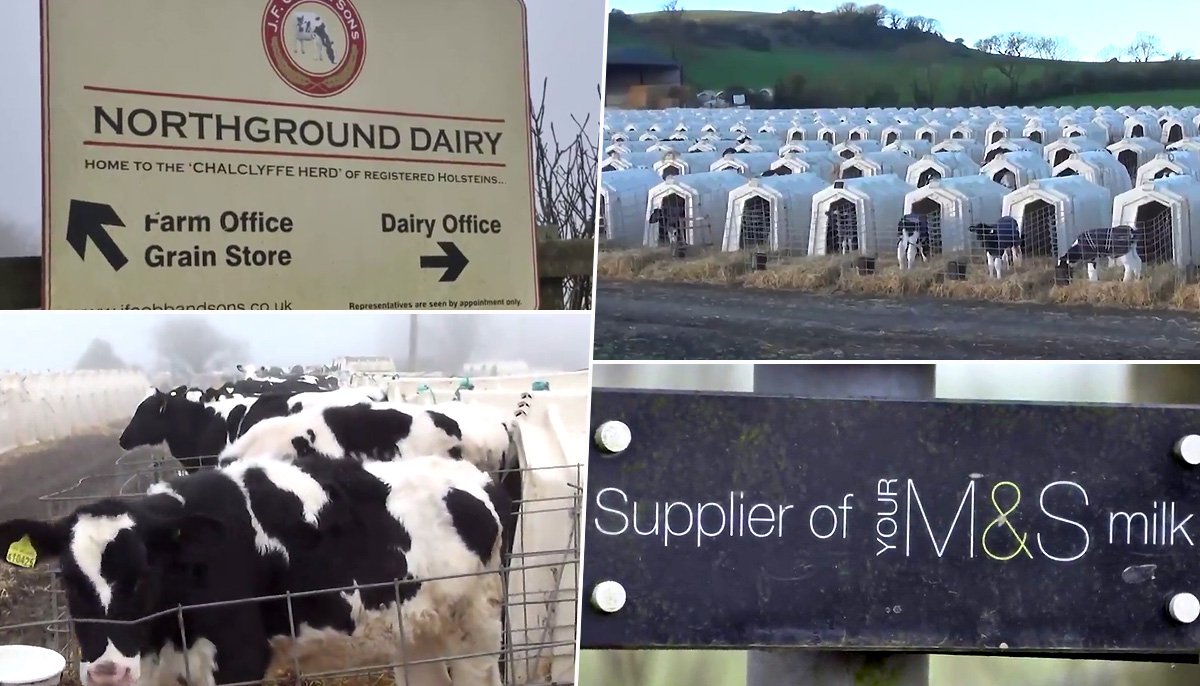 Shocking pictures show young cows crammed into cages at M&S dairy farm