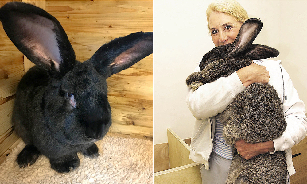 United Airlines 'cremated Simon giant bunny instead of postmortem