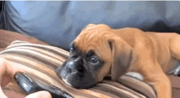 16 things boxer dog owners know Metro News