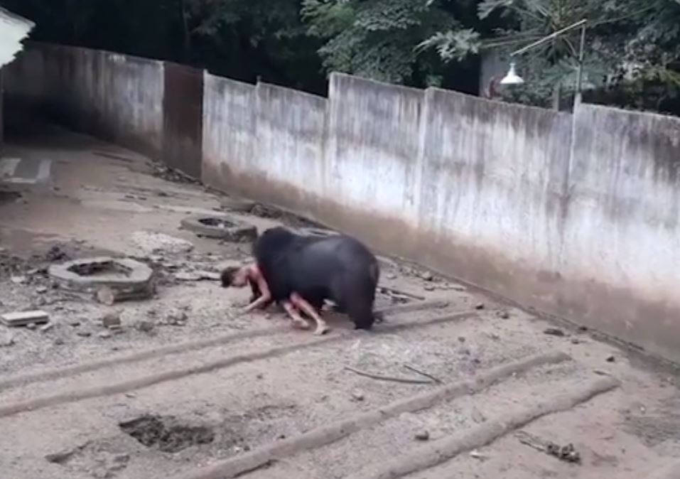 Man mauled by bear after he teased it with food in Thailand Metro News