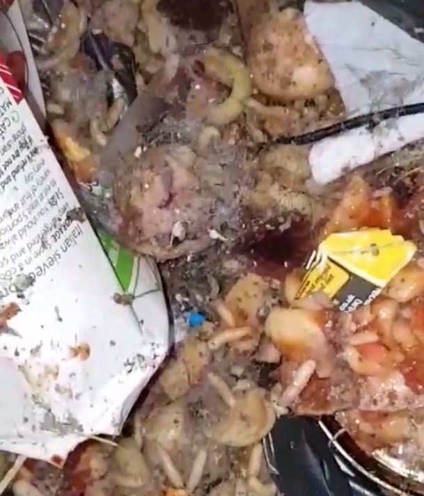 Kayleigh Manuell is battling maggot infestation at Plymouth home and is