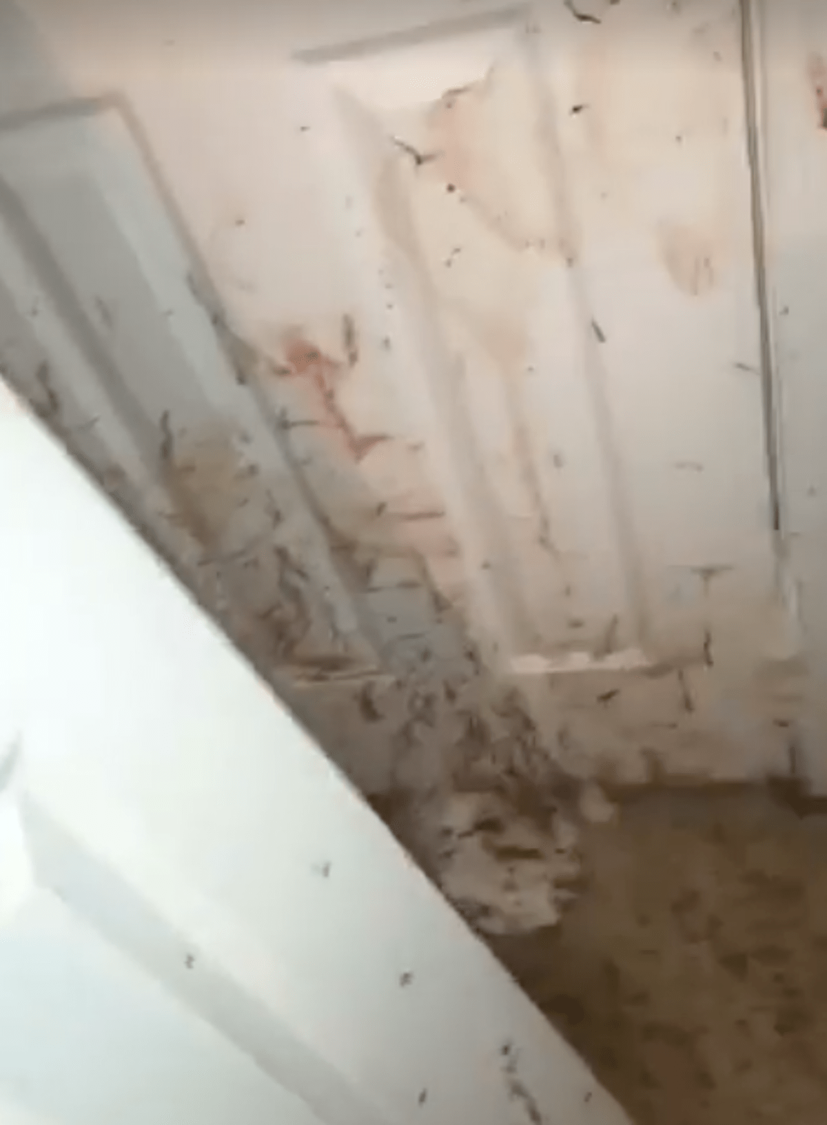 Horrific videos show bloody aftermath of dog attack on home intruder