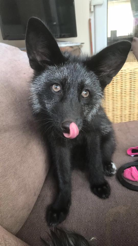 Rare black fox that tried to jump into man's van turned out to be