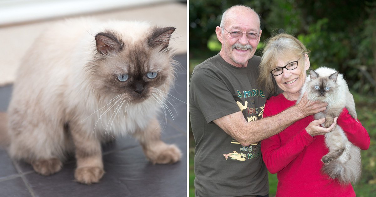 Man flies to Dubai to find his missing cat that vanished on flight to