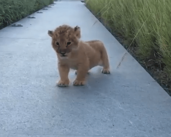 Baby lion learning to roar is the purest thing to grace the