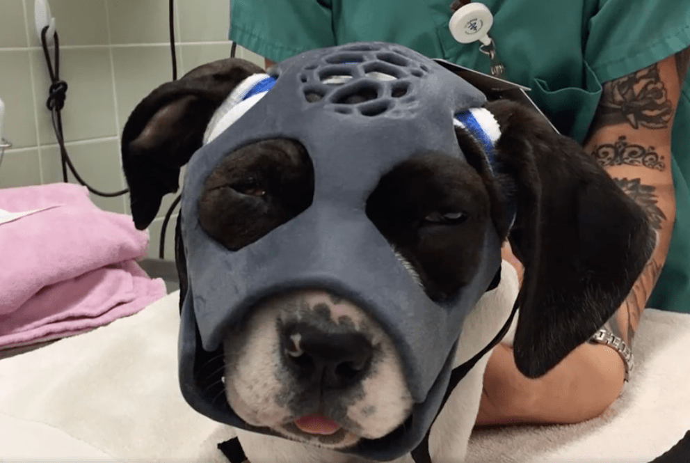 Dog wears 3Dprinted mask to recover from brutal attack Metro News