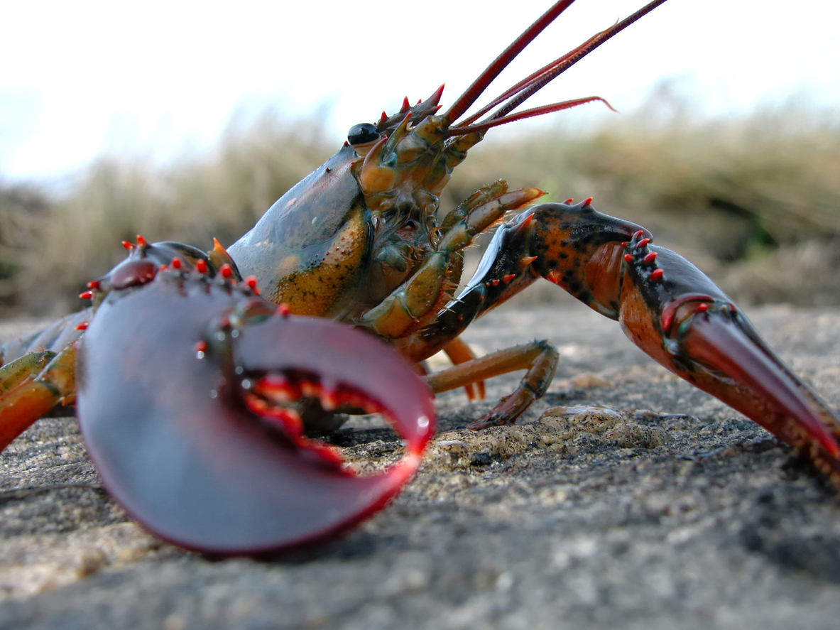 Switzerland bans people from boiling lobsters alive before eating