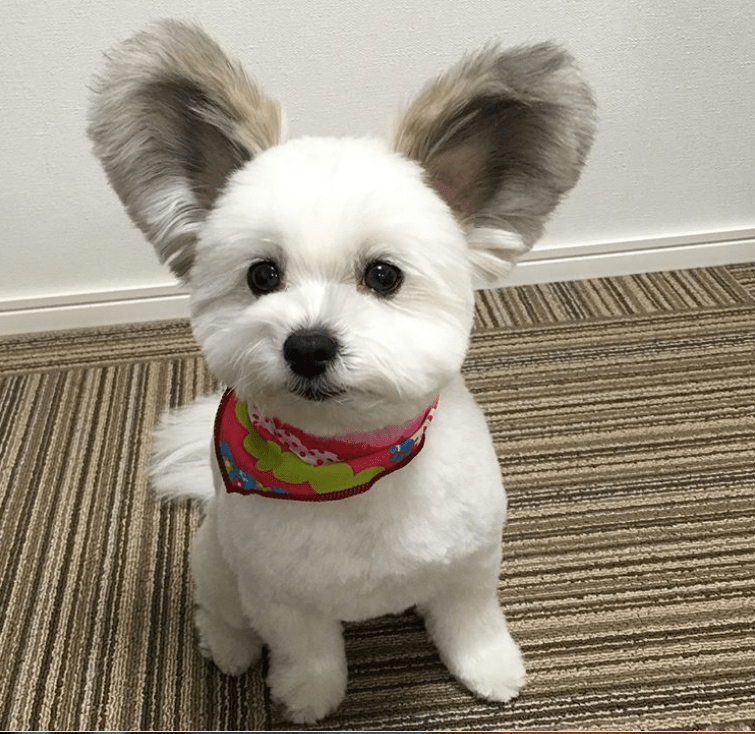 Please take a moment to appreciate this puppy with Mickey Mouse Ears