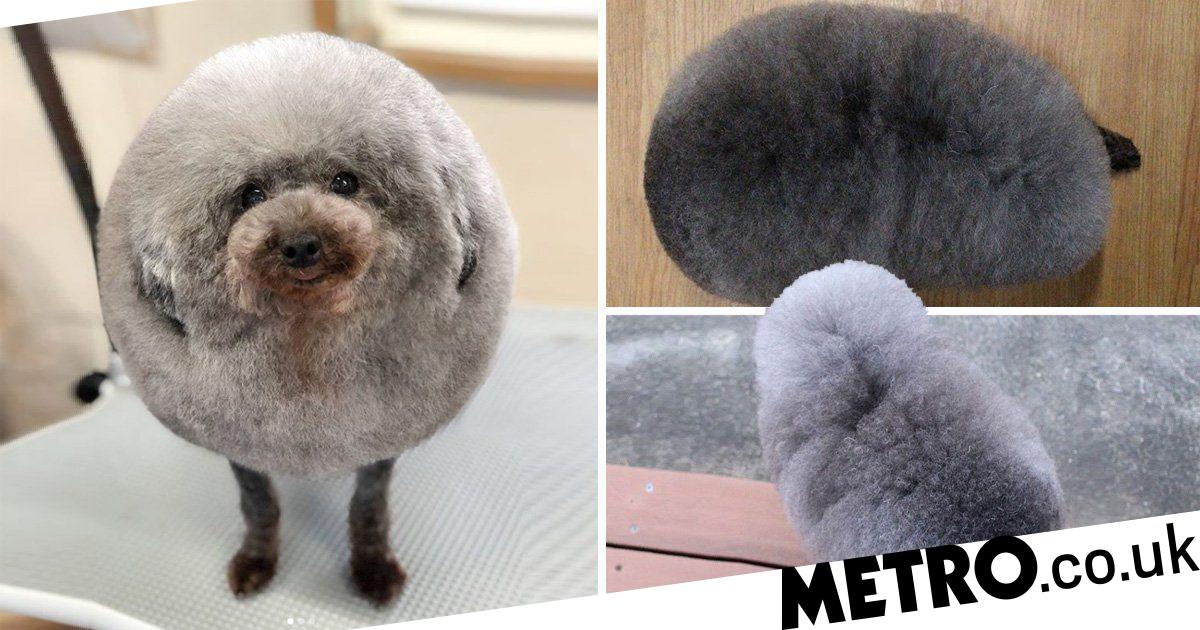 Dog goes to groomer, gets transformed into a cloud of fluff Metro News