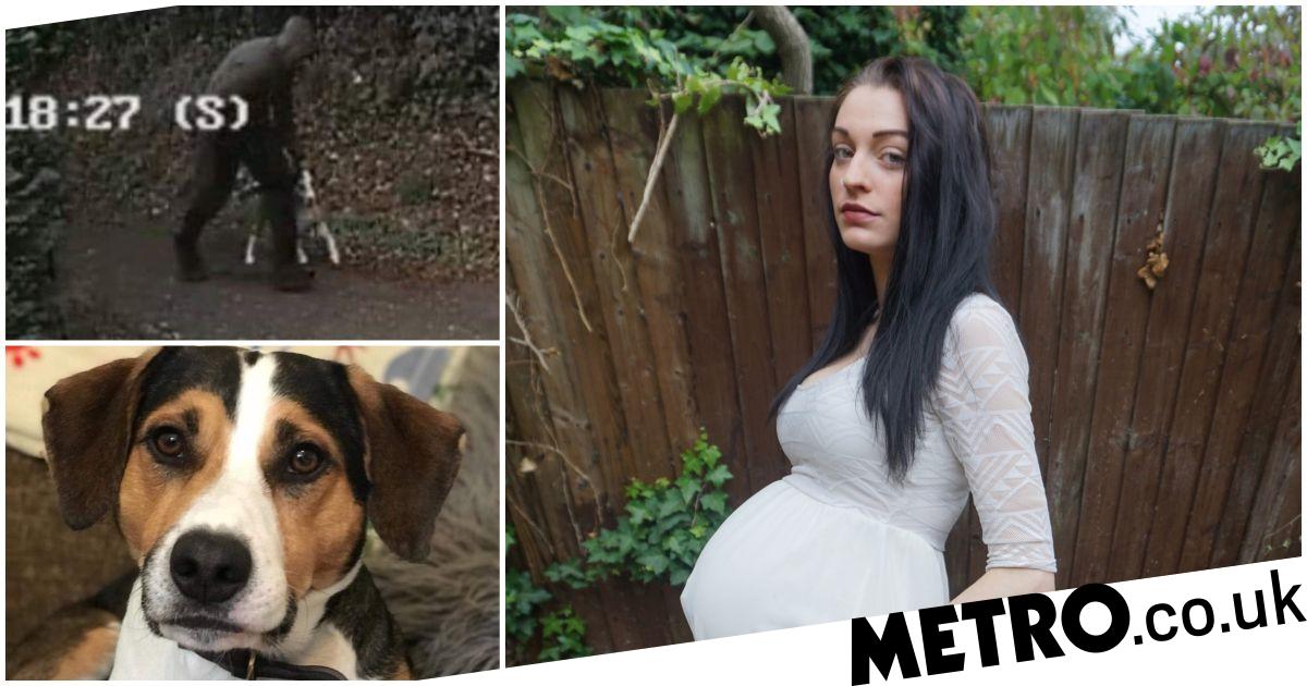 Pregnant woman pushed to ground and had dog stolen while