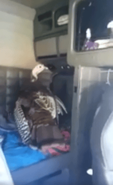 Turkey shooed out of truck only to be struck and killed by car moments