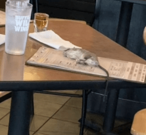 Woman Ordered Food In Restaurant Even After Rat Fell From Ceiling