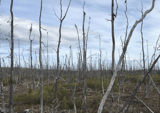It's feared humanity will cause the next mass extinction (Picture: Nasa)