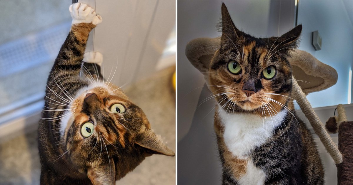 Cat with thumbs is looking for a home Metro News