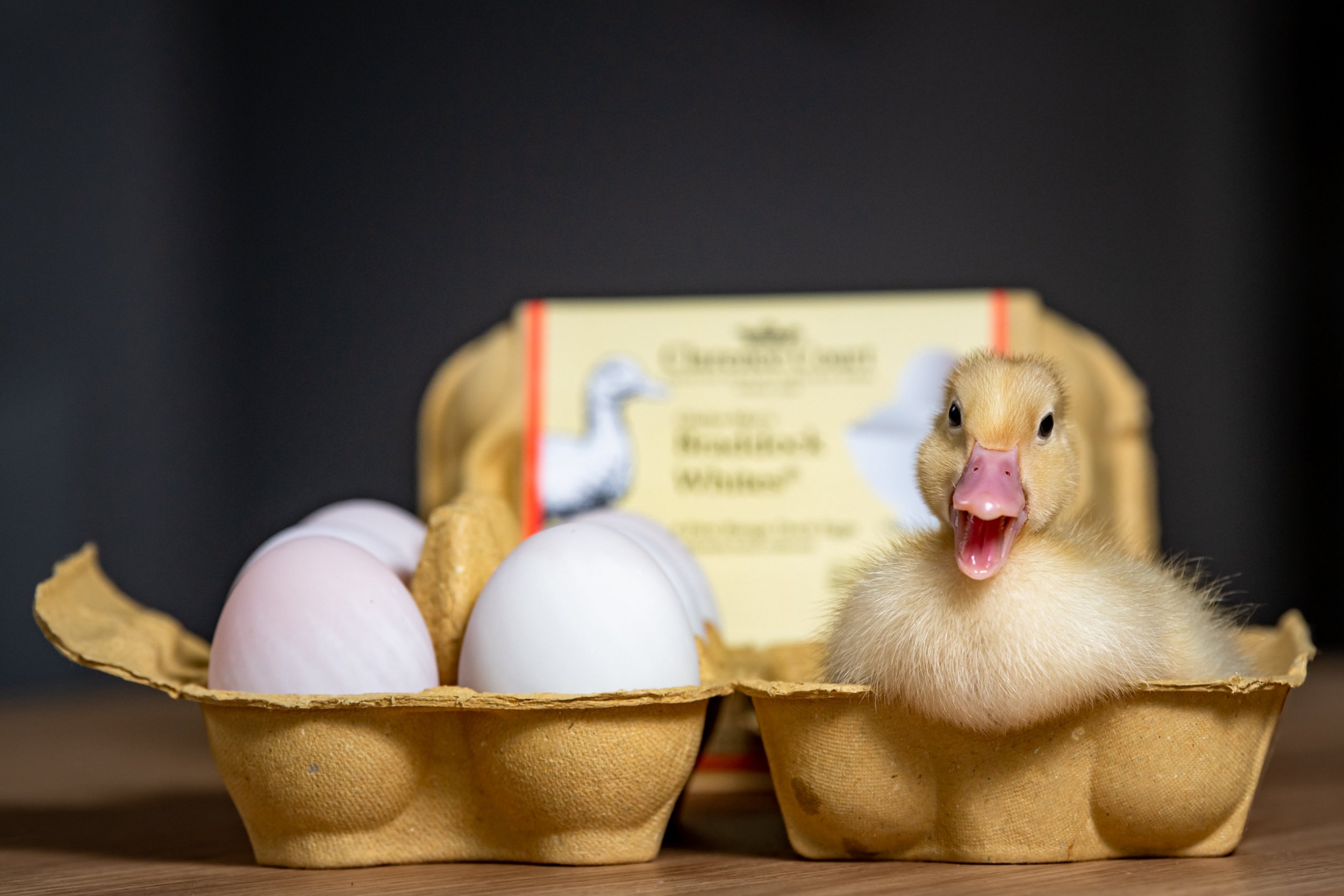 Woman hatches duck eggs from Waitrose and gets a new pet duckling