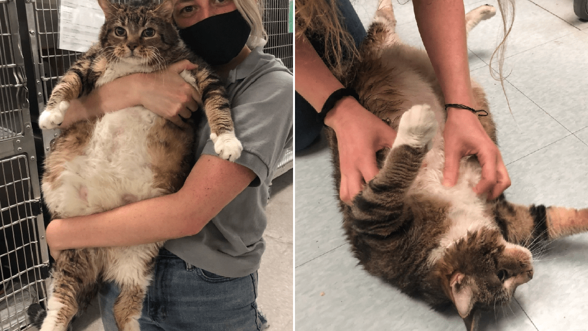 29lb stray cat needs new owner to help her shift the 'quarantine 15