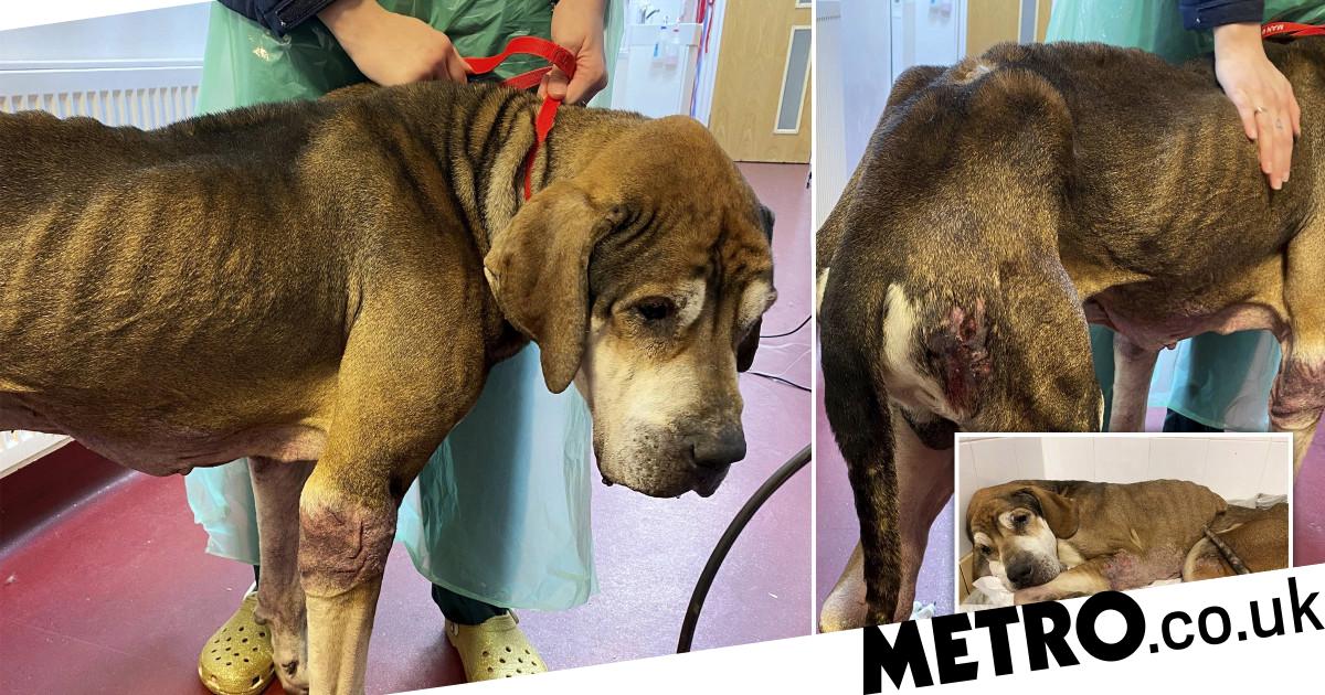 Starving dog so thin he couldn't stand or walk is found in park Metro