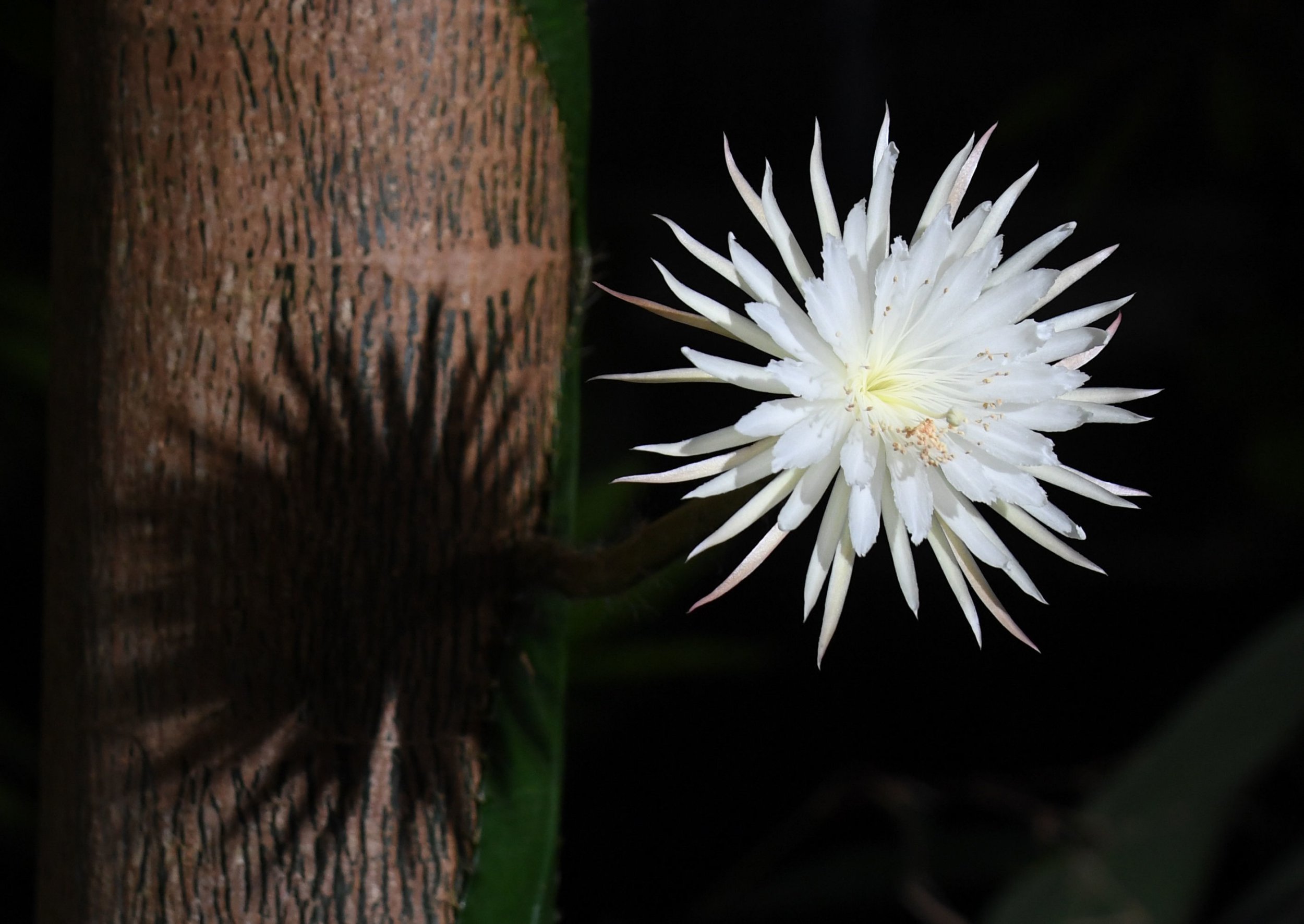 Top more than 126 cactus flower watch online latest vietkidsiq.edu.vn