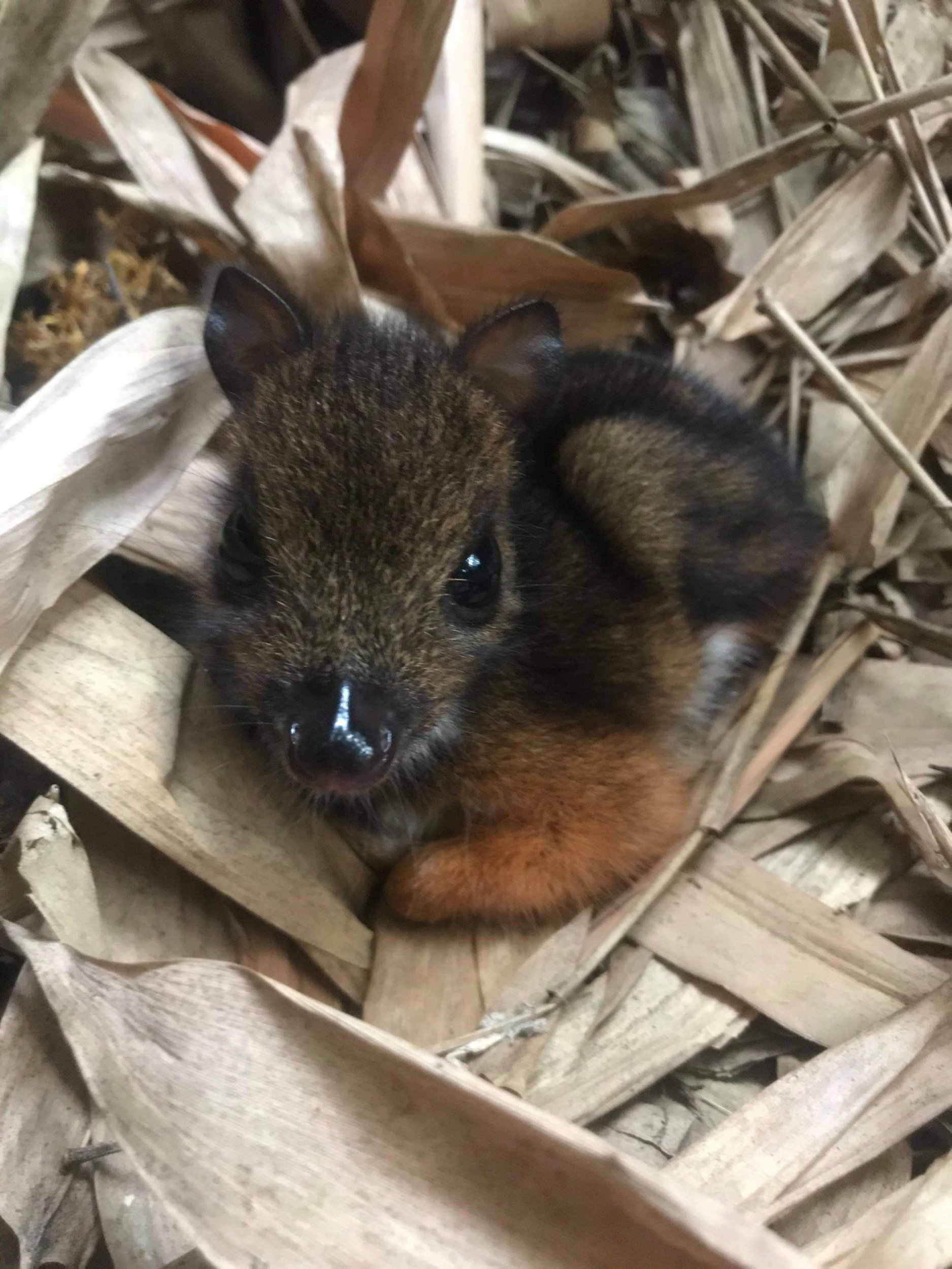 Tiny 'mouse deer' the size of a rat born at UK zoo Metro