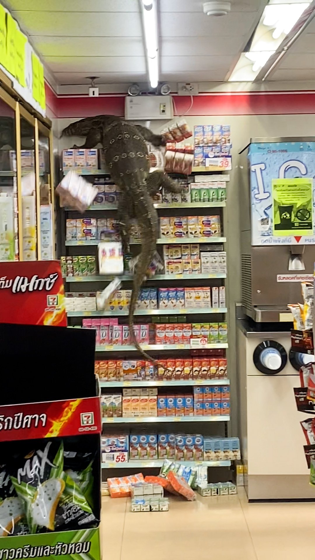 Giant monitor lizard filmed on rampage in shop as panicked