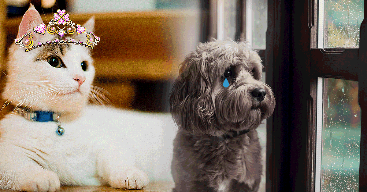 The dog days are over as people are getting cats Metro
