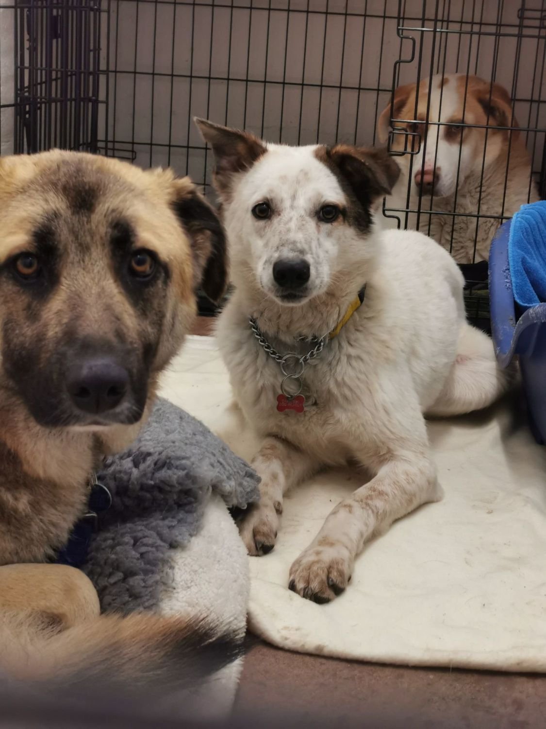 Abused dog in rescue centre for almost 200 days has 'never wagged his