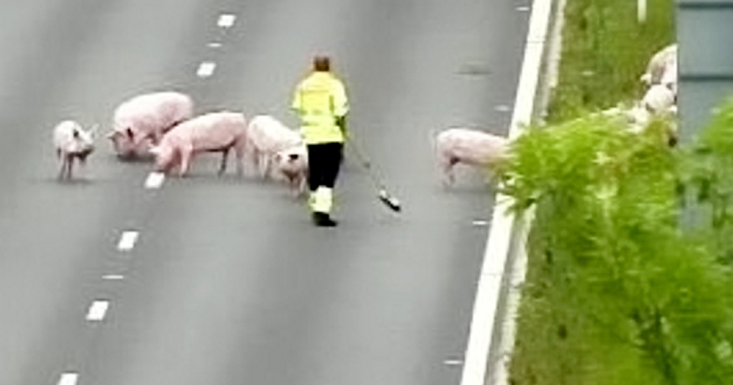 Salford Pigs hog slow lane on motorway during hamfisted bid for
