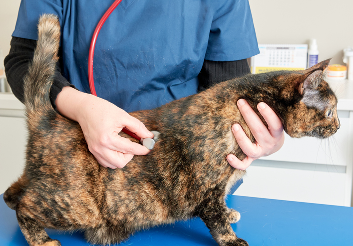 Why does my cat keep sneezing? Metro News