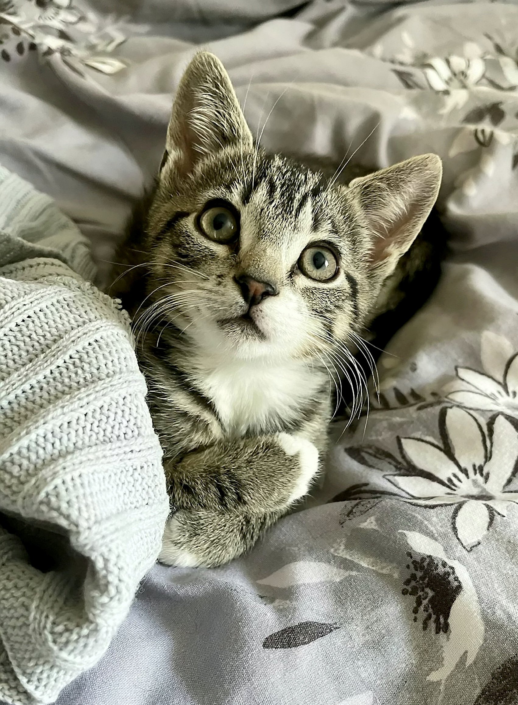 Tiny orphaned kitten found on rubbish belt survives