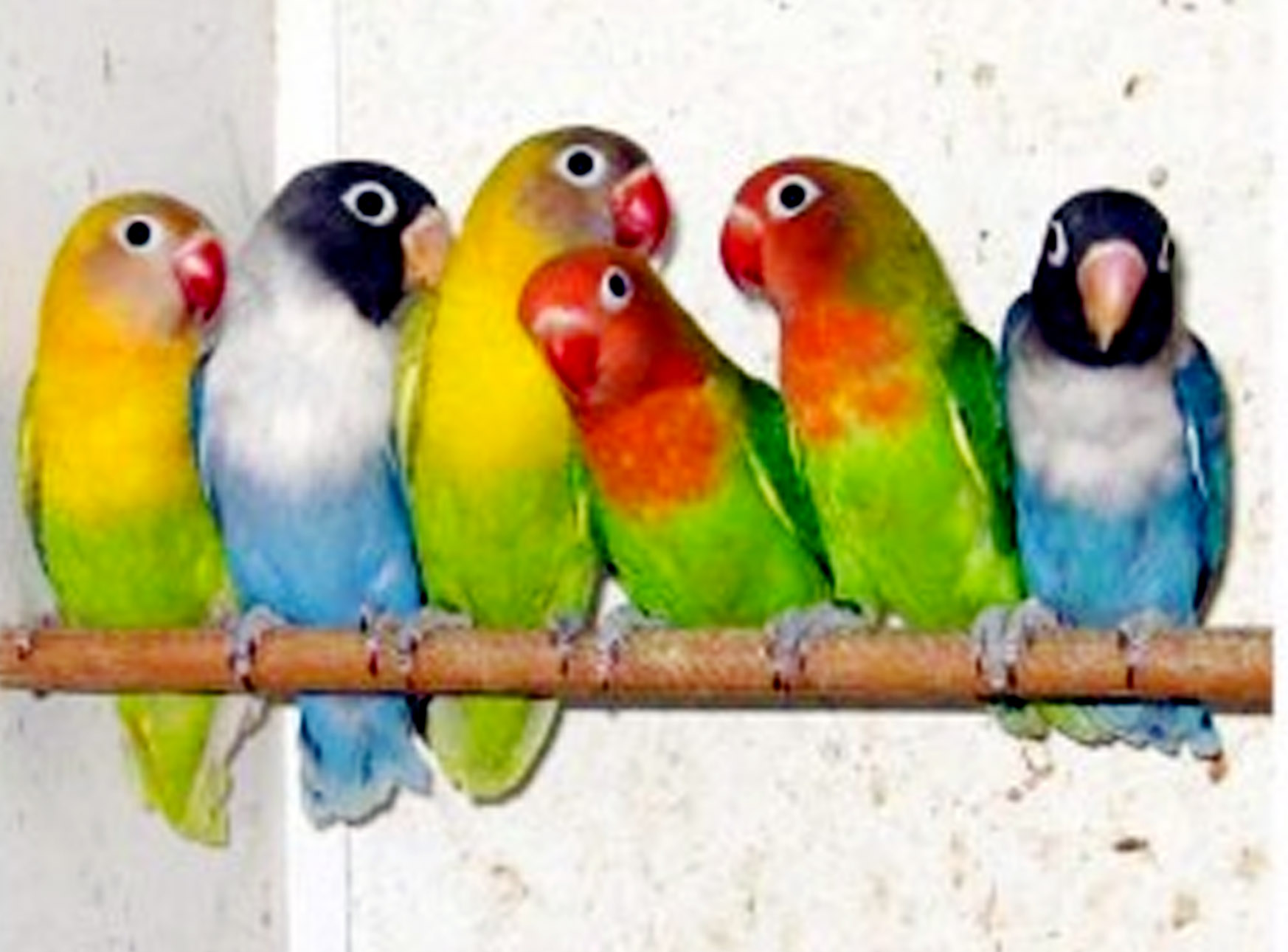 Burung Hias Masih Jadi Primadona Masyarakat Untuk Mengoleksi Berbagai