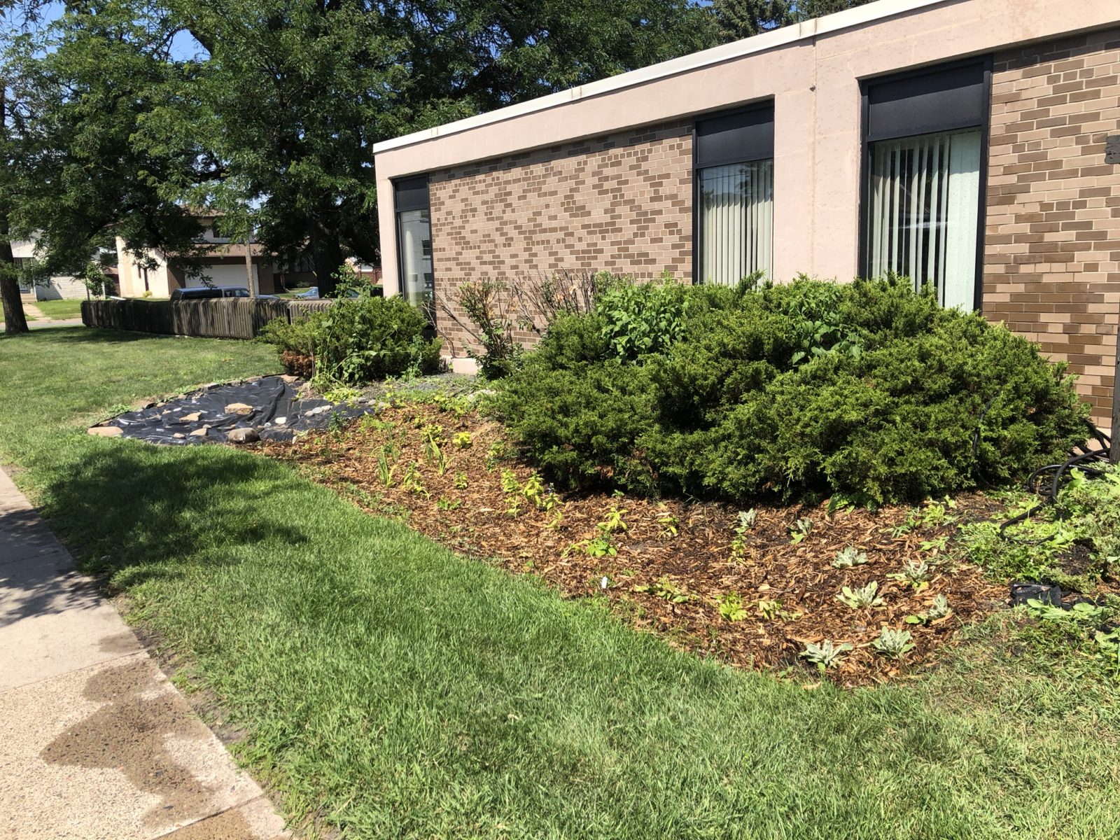 Minneapolis Public Housing Authority Raingarden Maintenance Metro Blooms