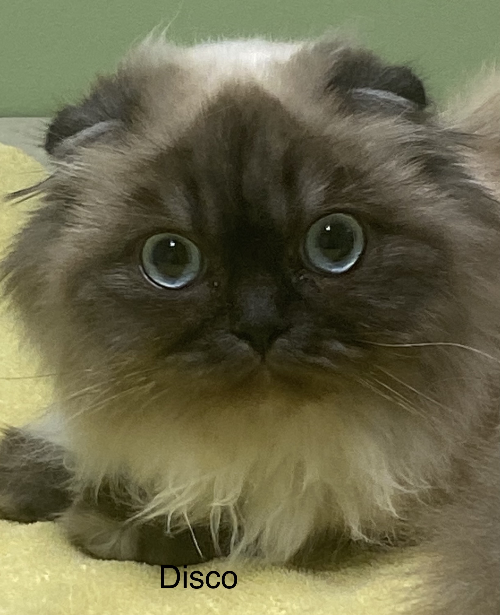 Exams Metro Cat Clinic