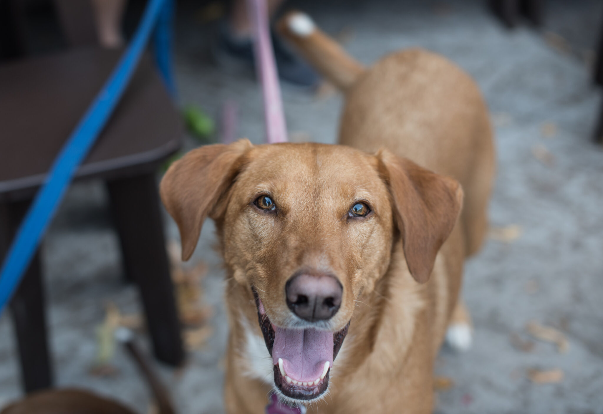 Therapy Dog Training Classes at Metro Dogs in North Loop MPLS