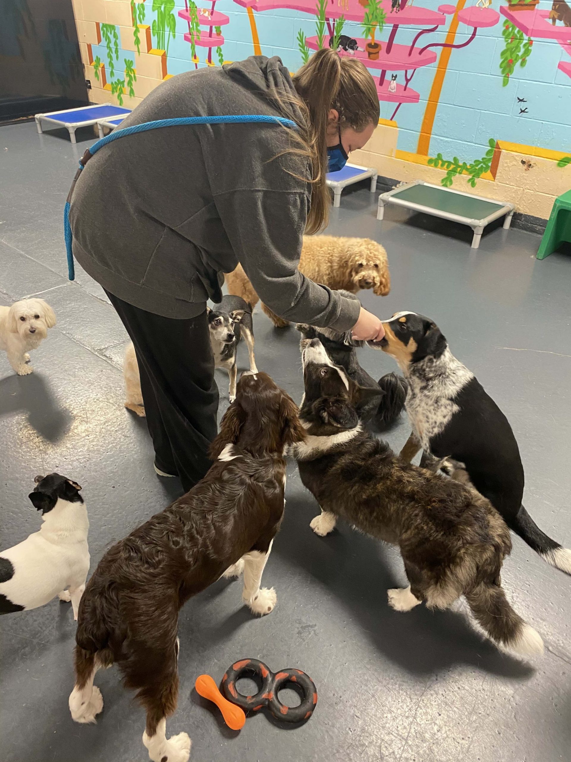 Dog Daycare & Only Downtown Minneapolis Outdoor Play Yard 5⭐️