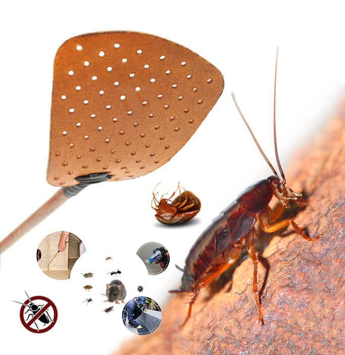 Pest Control Toronto Pest Exterminator Windsor & Bradford Bed Bug