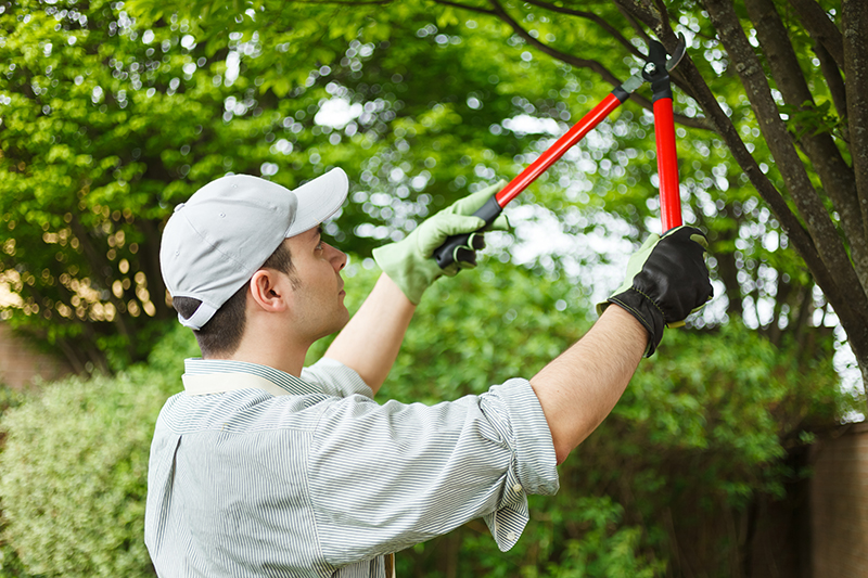 The Dangers of DIY Tree Pruning Why Hire a Professional
