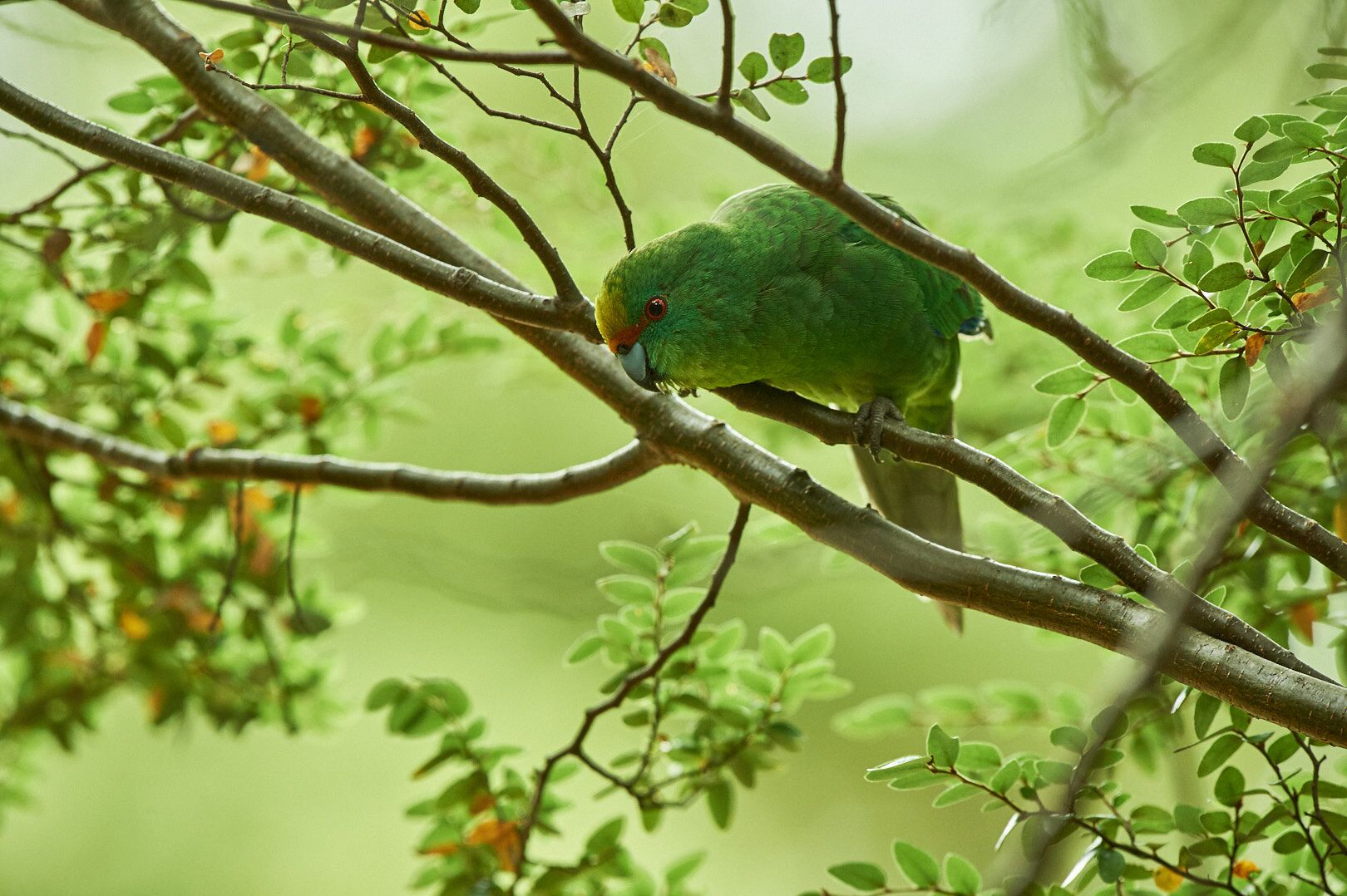 Rare kākāriki released into wild despite COVID19 restrictions » METRONEWS