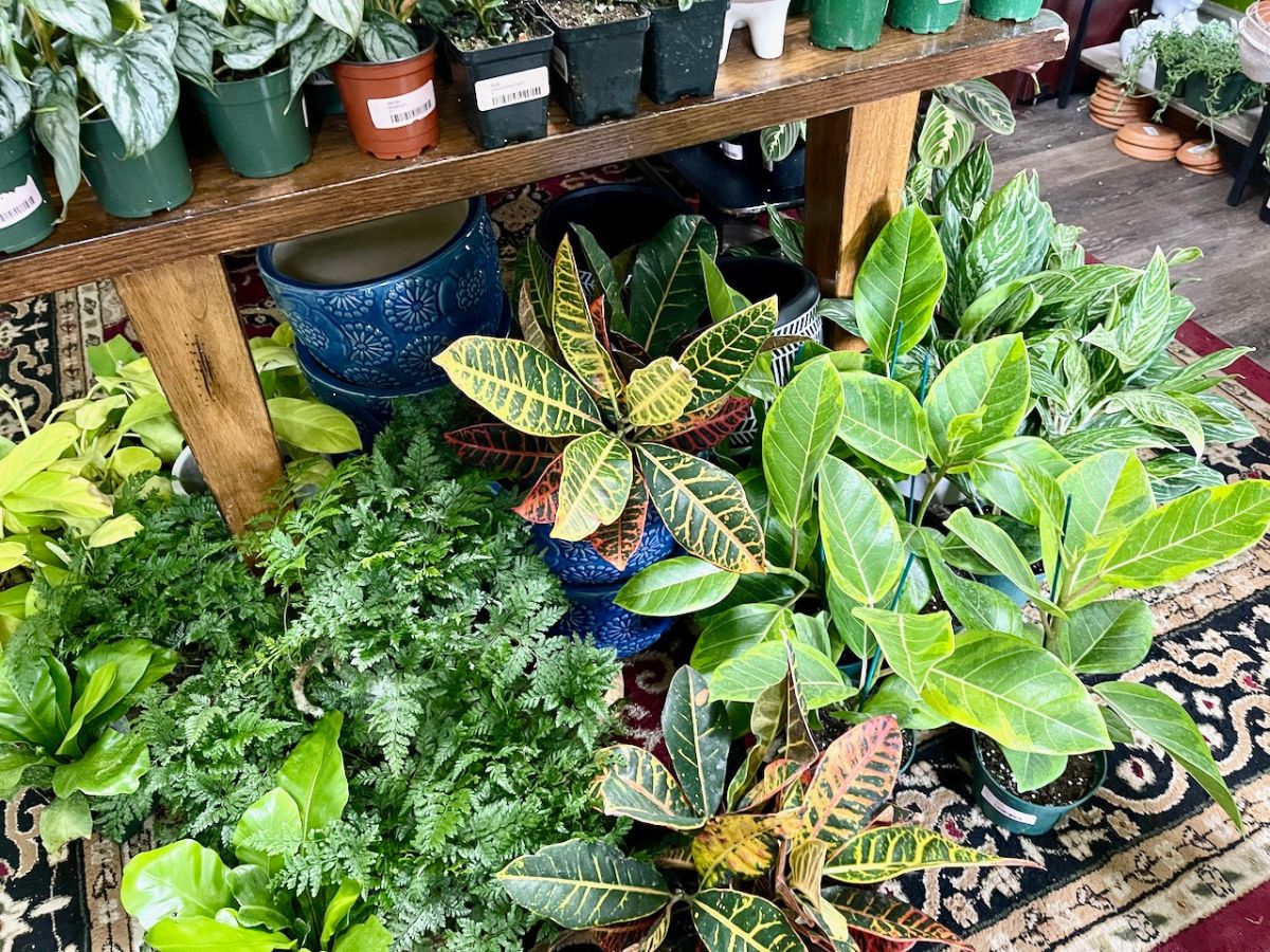 Stem Rochester MetroPops