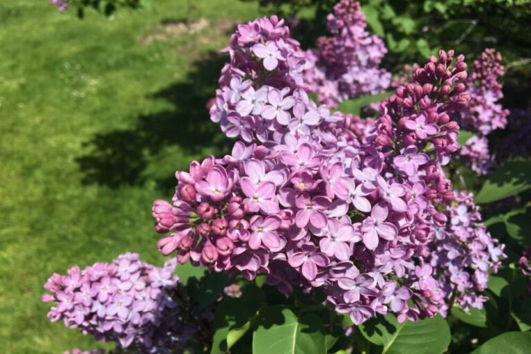 rochester lilac festival 2023 schedule Rochester Lilac Festival MetroPops