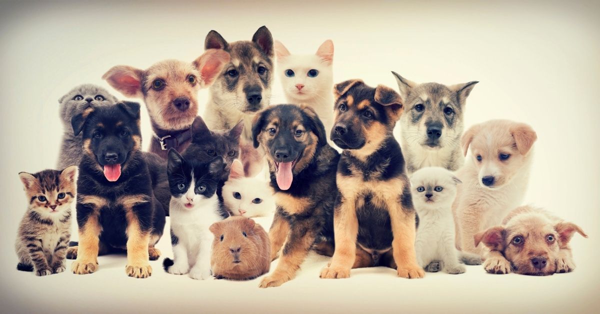 The Main Advantages Of Considering Online Pet Stores Are Uncovered Here!