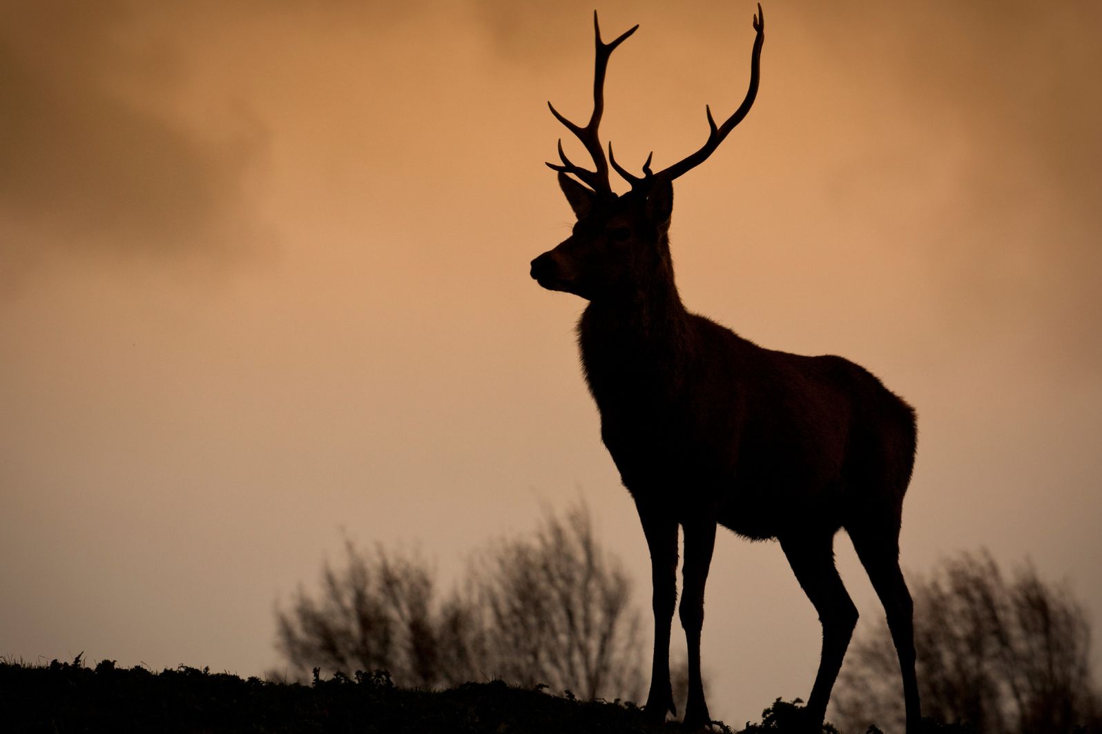 Exploring the Health Benefits of Deer Antler Velvet Shedding