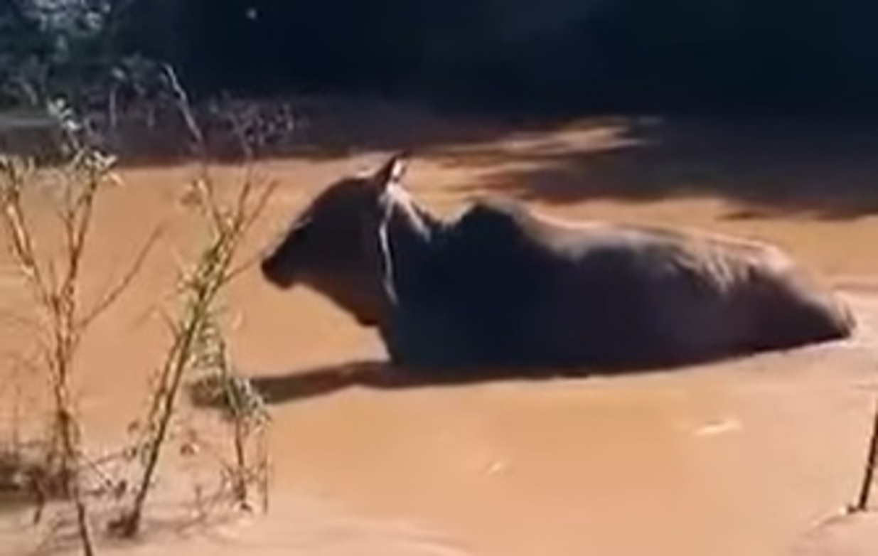 Animais são resgatados nas enchentes do Rio Grande do Sul