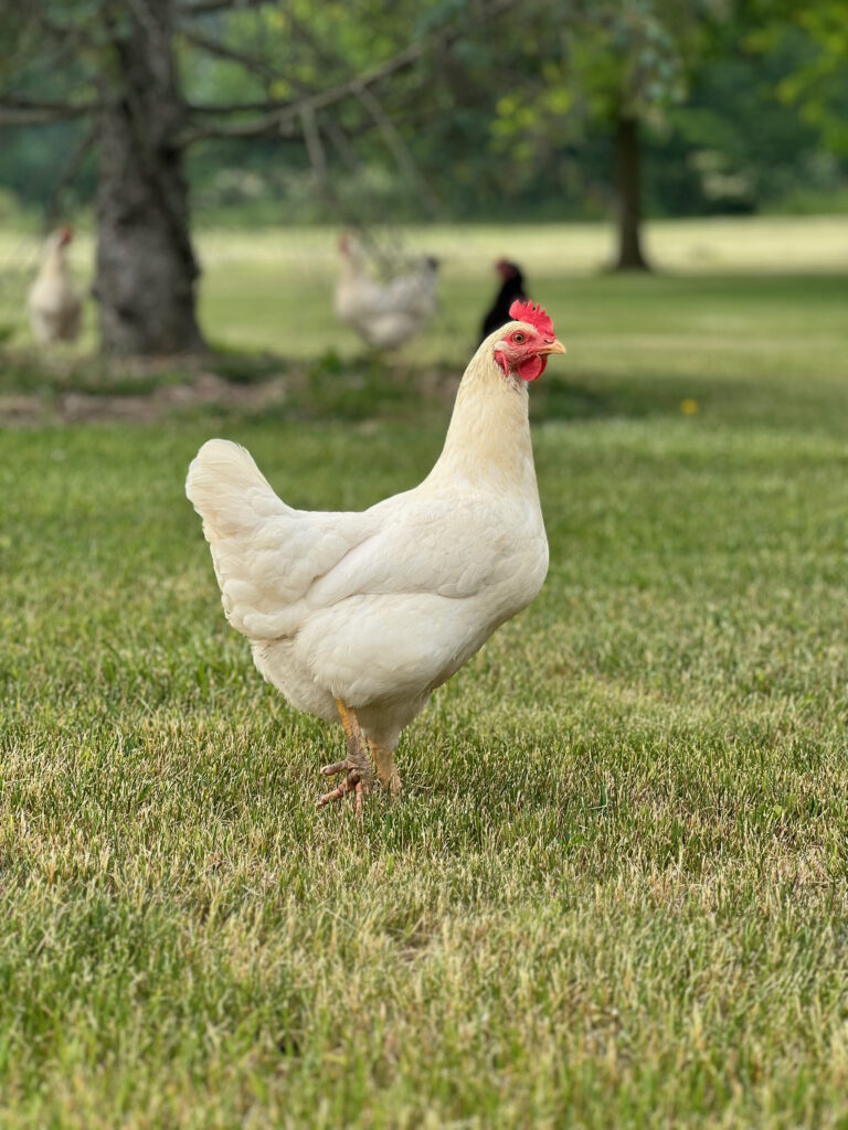 Is Mulch Safe for Chickens? Bedding Options in Coop or Run Life at