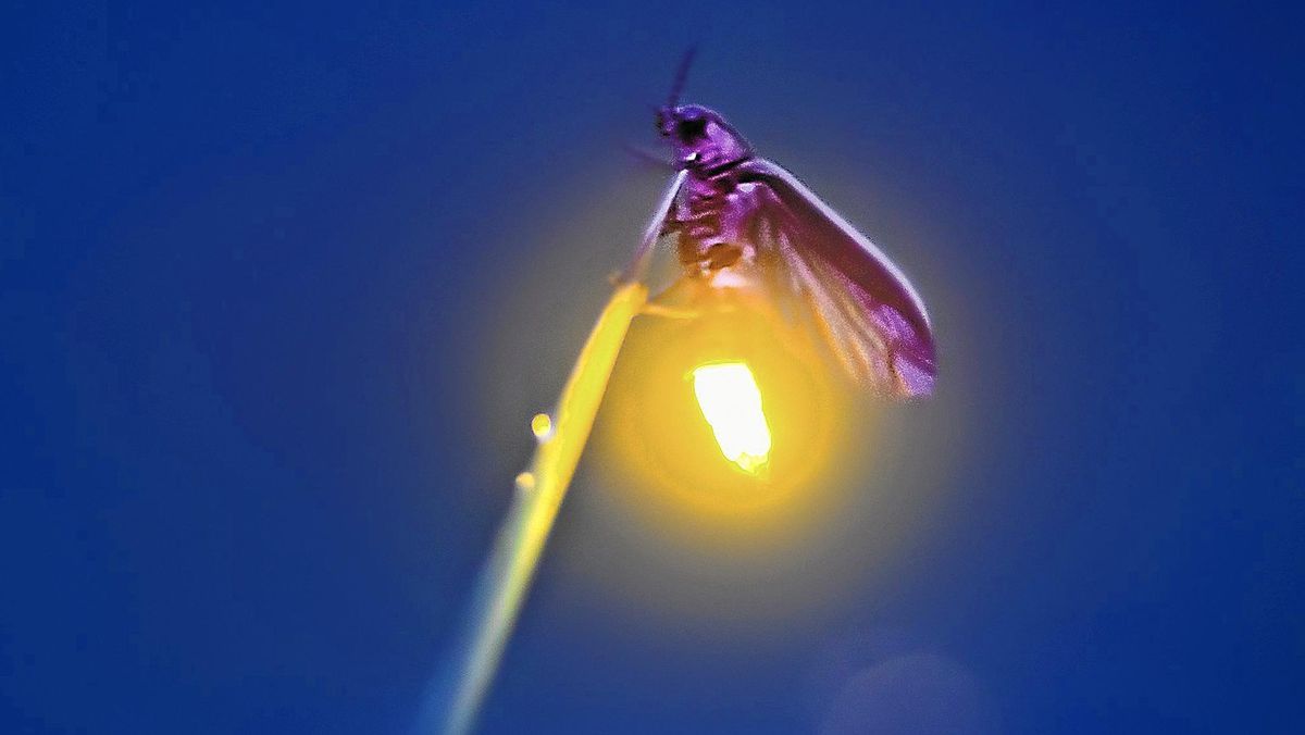 Fireworks & Fireflys Metzger Landscaping & Design