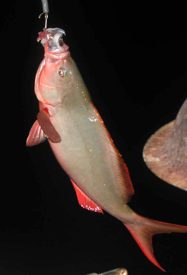 Pacific Creole Fish fish pictures and species identification