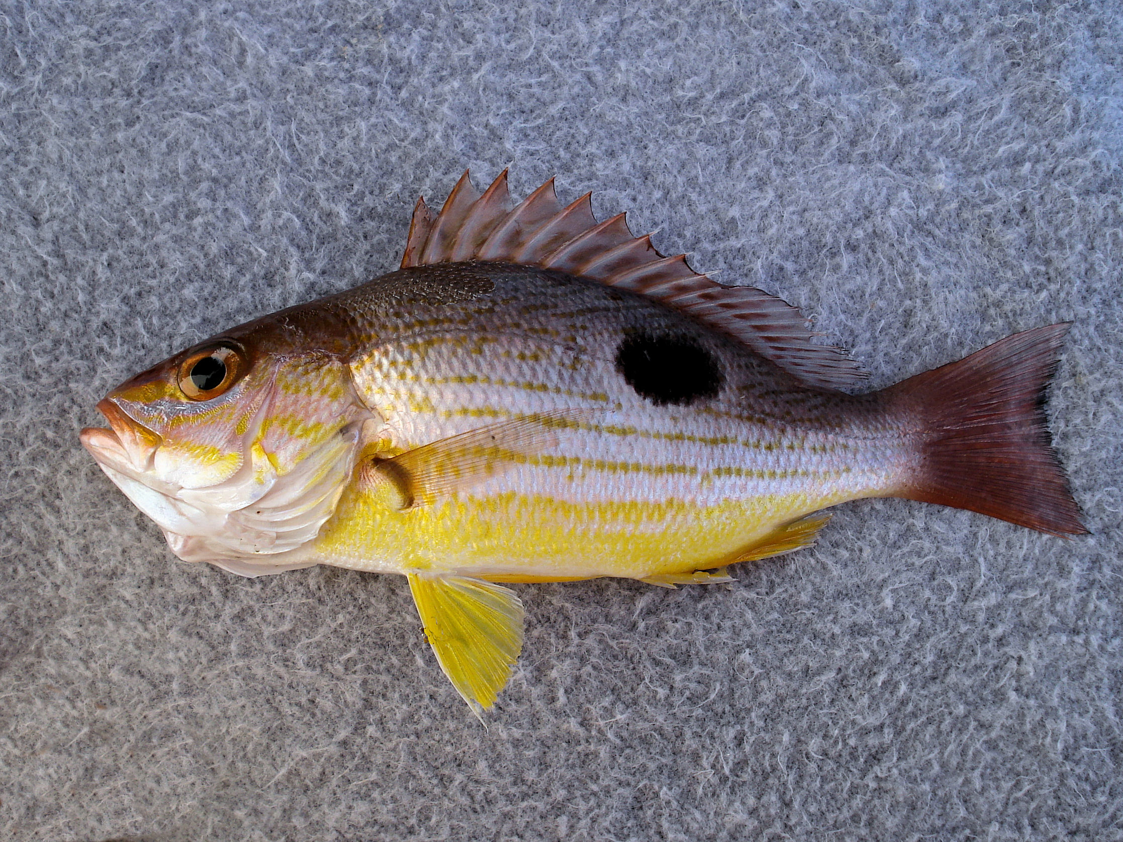 Spotted Rose Snapper Mexico Fish, Birds, Crabs, Marine Life, Shells