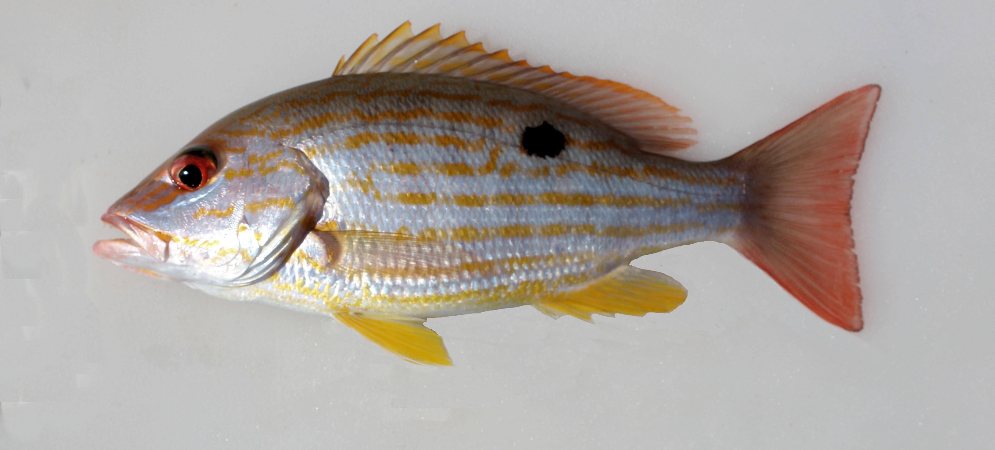 Lane Snapper Mexican